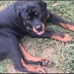 Meet your Posher, Tara